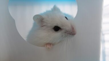 Hamster Sahiplenmenin Avantajları Nelerdir?