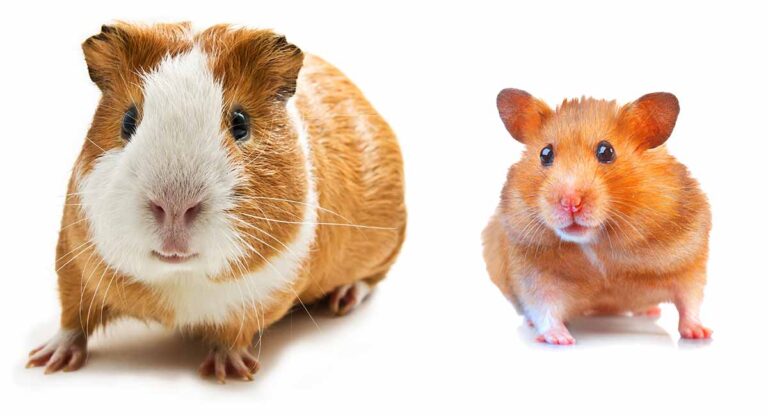 Hamster ve Guinea Pig Farkı Nedir?