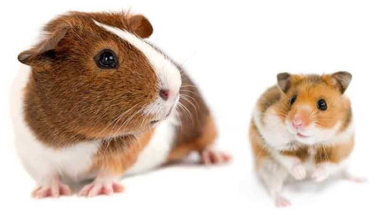 Hamster ve Guinea Pig Farkı