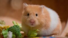 Hamstera Verilmemesi Gereken Yiyecekler