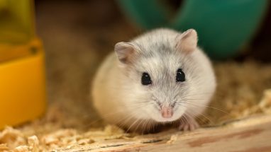 20 Maddede Hamsterlar Hakkında Bilgi