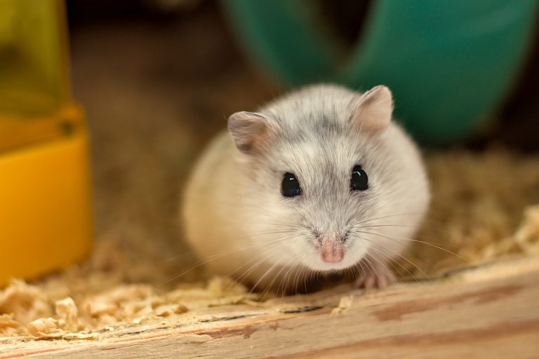 20 Maddede Hamsterlar Hakkında Bilgi