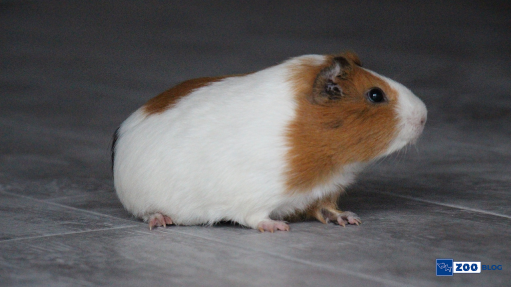 Hamsterlar Hakkında Her Şey