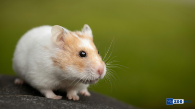 Hamsterlar Hakkında Her Şey