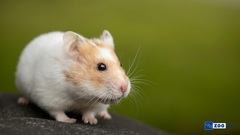 Hamsterlar Hakkında Her Şey