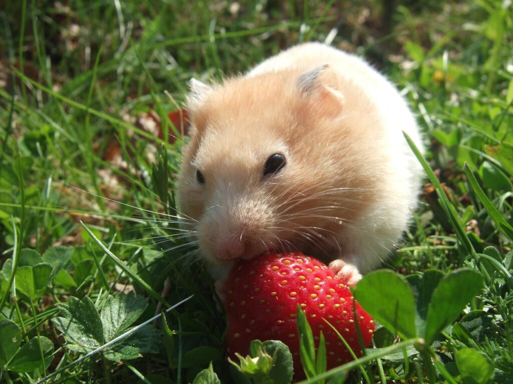 Hamsterlar Meyve Yiyebilir Mi?