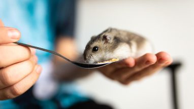 Hamsterlar Ne Yiyebilir?