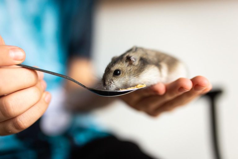 Hamsterlar Ne Yiyebilir?
