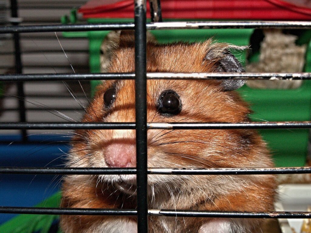 Hamsterlarda Kafes Isırma Sorunu