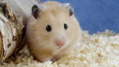 Hamster Bakımı Nasıl Olmalıdır?