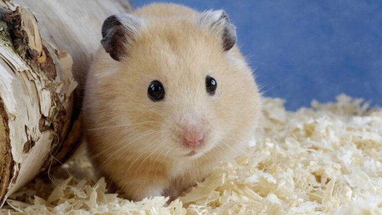 Hamster Bakımı Nasıl Olmalıdır?