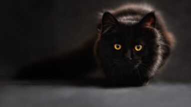 Hasta Kedi Bakımında Nelere Dikkat Edilmeli?