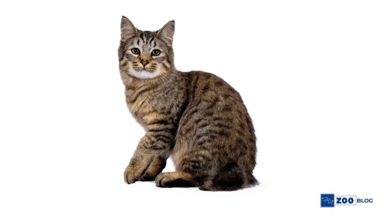 Hasta Kediye Ne Verilir?