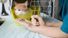 Hayvanların Beslenme Şekilleri Nelerdir? (Etçil, Otçul ve Hepçil Hayvanlar)