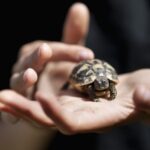 Hermann Kaplumbağası (Trakya Tosbağası) Özellikleri ve Bakımı