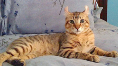 Highlander Kedi Irkı Özellikleri ve Bakımı