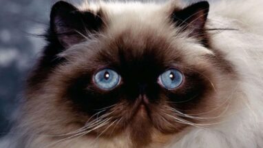 Himalayan Kedi Irkı Özellikleri ve Bakımı