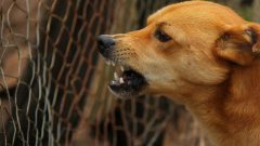 Hırçın Köpek Nasıl Sakinleştirilir?
