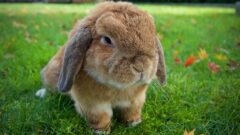 Hollanda Lop Tavşanı Bakımı Nasıl Olmalı?