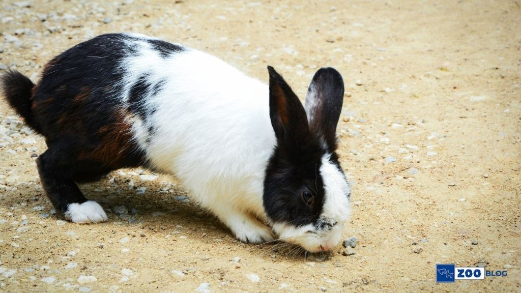 Hollanda Tavşanı Bakımı