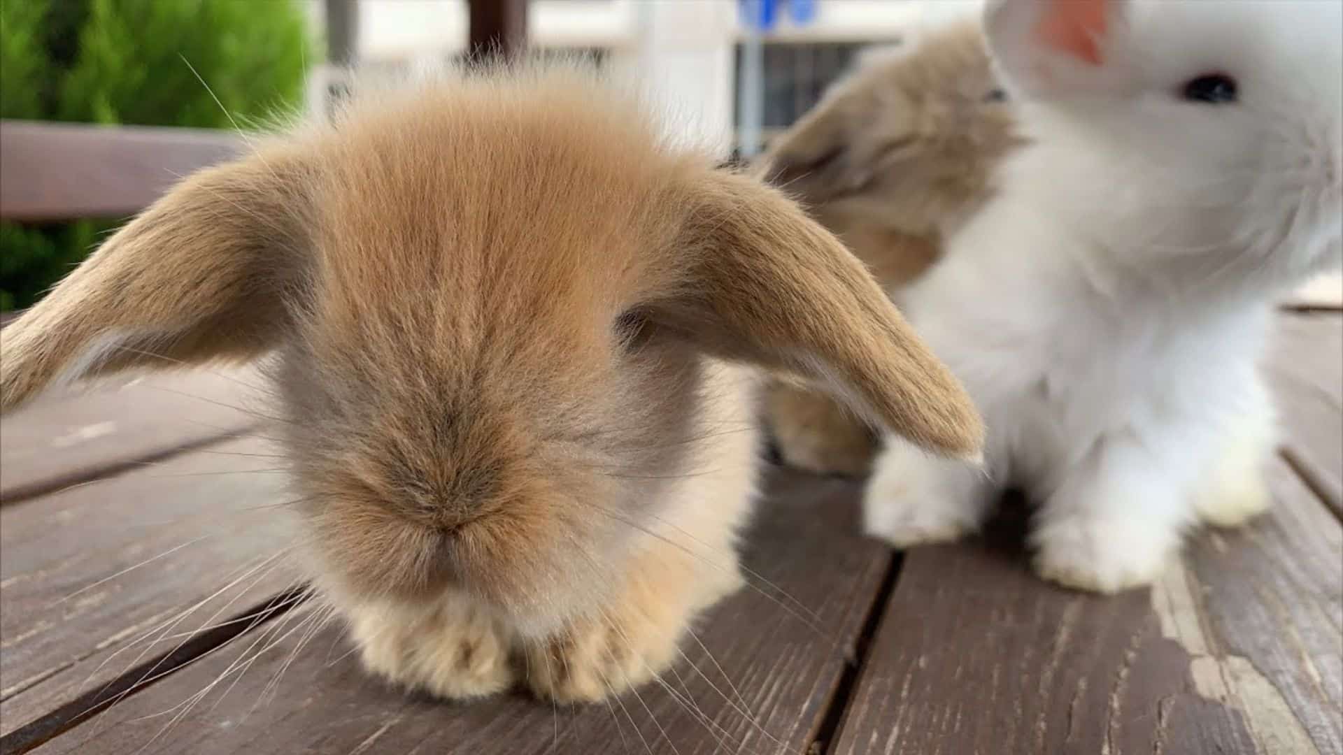 Включи видео кролики