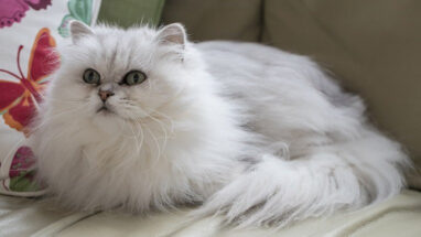 Honey Bear Kedi Irkı Özellikleri, Bakımı ve Beslenme İhtiyacı