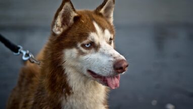 Husky Köpek Özellikleri ve Bakımı