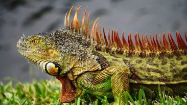 İguana Akvaryumu Nasıl Olmalı?