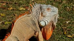 İguana Bakım Gereksinimi