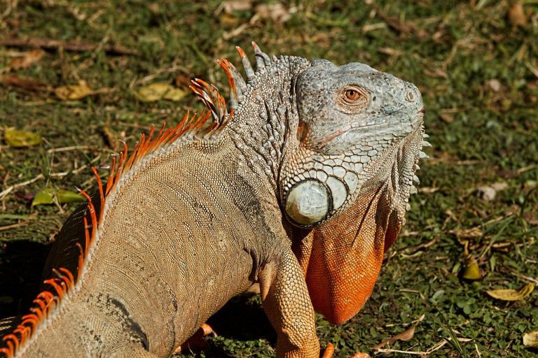 İguana Bakım Gereksinimi
