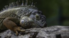 İguana Bakımı Hakkında 10 İpucu