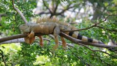 7 Maddede İguana Hakkında Bilgi