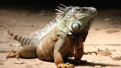 İguana Hastalıkları Nelerdir?