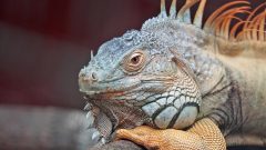 İguana Kaç Yıl Yaşar?