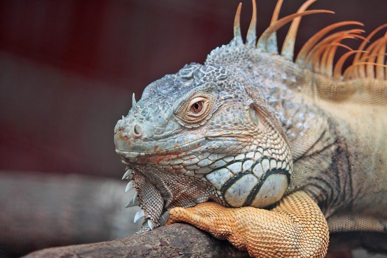 İguana Kaç Yıl Yaşar?