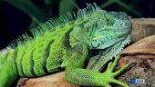 İguana Nasıl Beslenir?