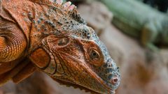 İguana Ne Yer? Nasıl Beslenir?