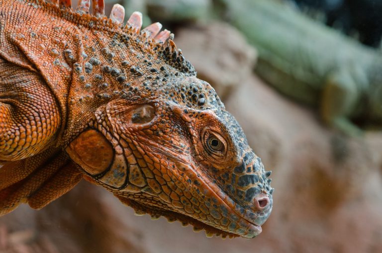 İguana Ne Yer? Nasıl Beslenir?