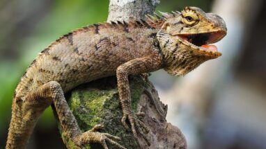En Güzel İguana Resimleri