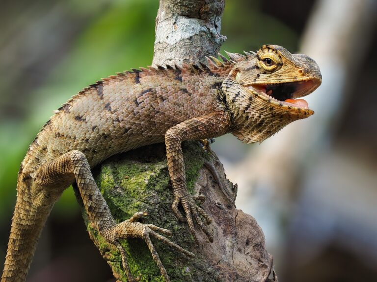 En Güzel İguana Resimleri