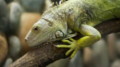 İguana Teraryumu Nasıl Olmalı?