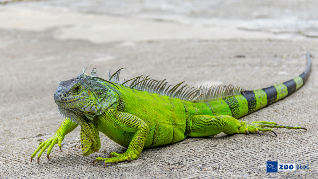 Iguana Yavrusu Bakımı