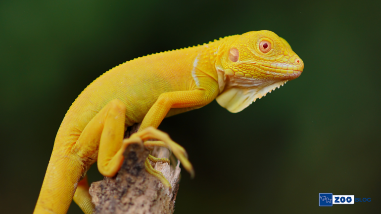 Iguana Yavrusu Bakımı Nasıl Olmalı?