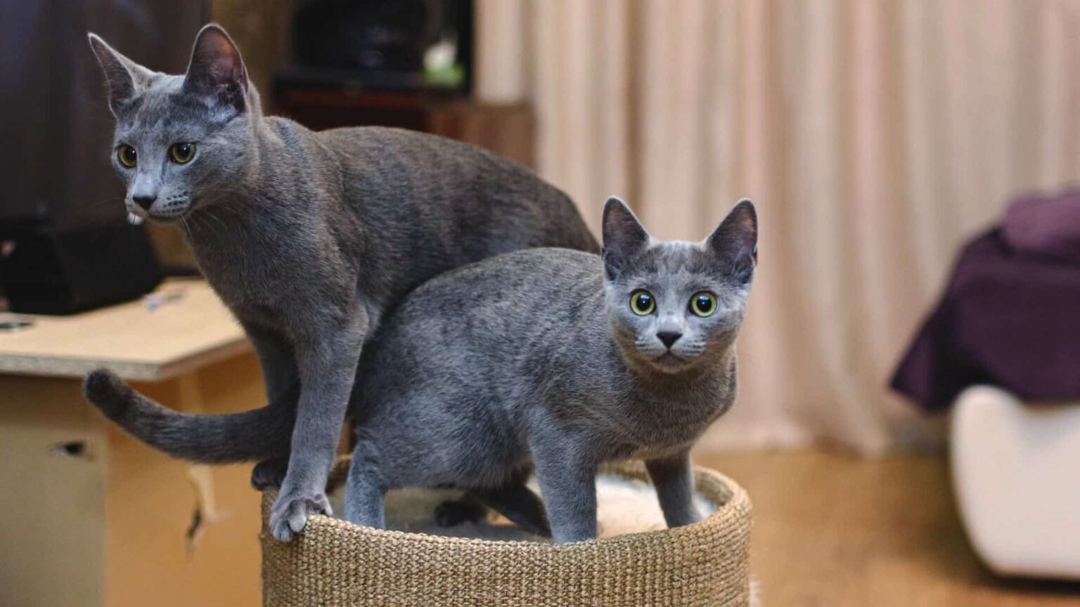 Russian Blue Kedi Irkı Özellikleri, Karaketer Yapısı ve Bakımı Zoo Blog