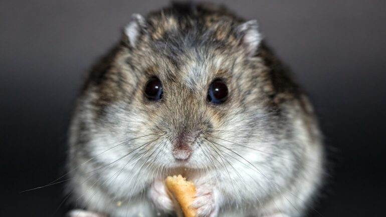 İlkbaharda Hamster Bakımı Nasıl Olmalı?