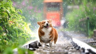 İlkbaharda Köpek Bakımı Nasıl Olmalı?