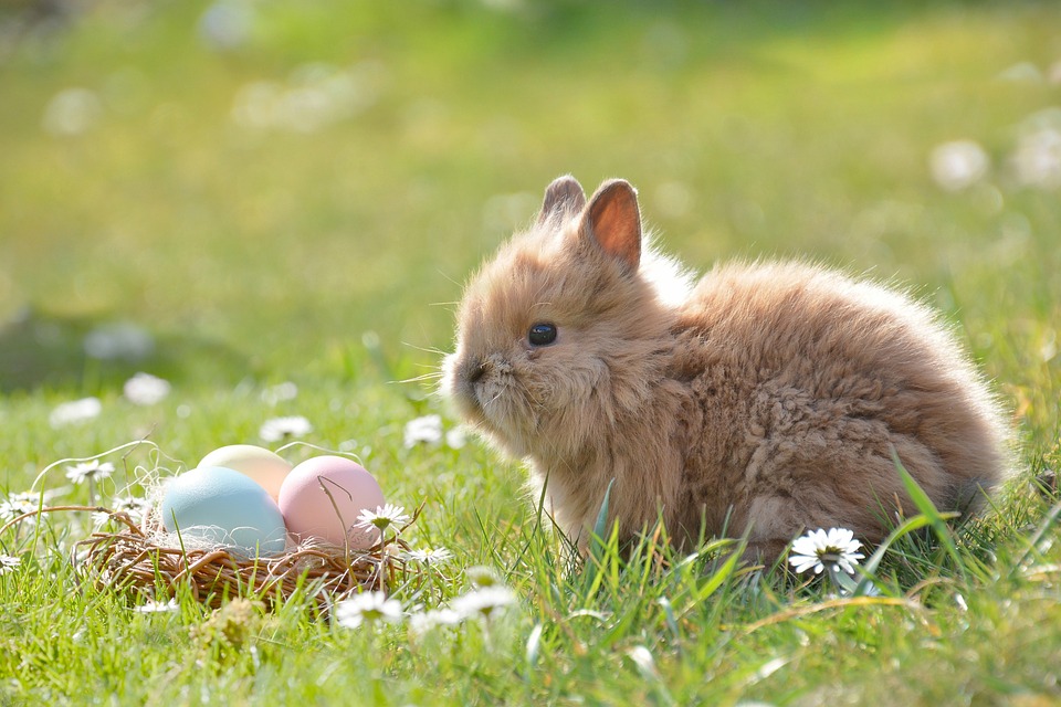 İlkbaharda Tavşan Bakımı 