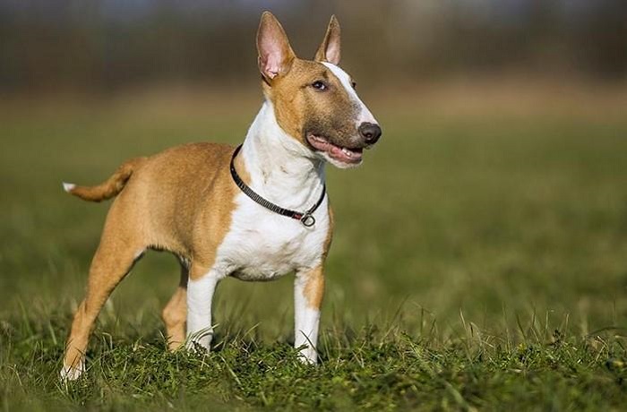 İngiliz Bull Terrier Köpek Irkı Bakımı