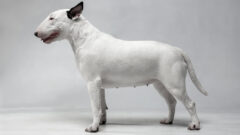 İngiliz Bull Terrier Köpek Irkı Bakımı Nasıl Olmalı?