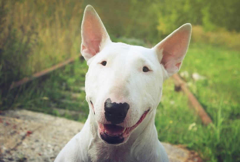 İngiliz Bull Terrier Köpek Irkı Bakımı